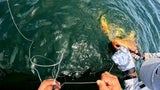 Gold-Hai sorgt für Staunen im Karibischen Meer&nbsp;