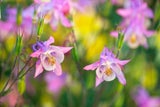 Mai-Blüher: Diese Stauden bringen jetzt Farbe in den Garten