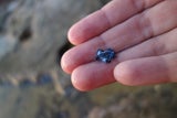 Blauer Drache