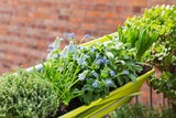 Kein grüner Daumen nötig: Pflegeleichte Pflanzen für Garten und Balkon