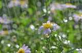 "Ist der Mai kühl und nass,..": Das bedeutet die Bauernregel für Ihren Garten
