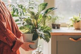 Schluss mit der Hitze! Mit diesen Zimmerpflanzen kühlen Sie Ihre Wohnung
