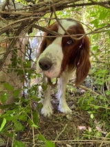 hund gerettet krems