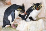 Felsenpinguine Schönbrunn