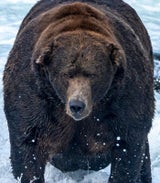 "Fat Bear Week":  Wahl zum fettesten Bären der Welt startet in Alaska