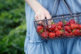 Warum Sie jetzt noch keine Erdbeeren kaufen sollten