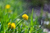 Bauernregel im Check: "Wenn der Juli fängt zu tröpfeln an, so wird..."