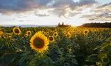 Laut Bauernregel: "Ist der Altweibersommer warm und klar..."