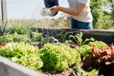 Frisches Obst und Gemüse: Vom Garten auf den Tisch