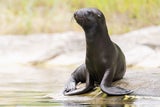 Mähnenrobben Nachwuchs Tiergarten Schönbrunn