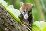 10 Nasenbären-Babys erobern den Tiergarten Schönbrunn