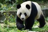 Panda-Weibchen Lan Yun.