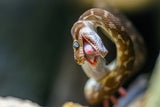 RAUSCHUPPENPYTHONS