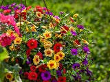 Bunte Blumen verwandeln den Garten in ein Sommer-Paradies