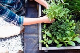 Frisches Obst und Gemüse: Vom Garten auf den Tisch
