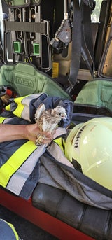 Geschwächter Jungfalke strandete in Siedlung