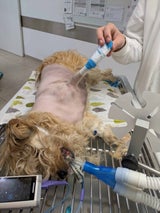 Tier-Drama: 18 Hunde in kleiner Wohnung in Wien entdeckt
