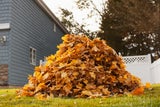 Wissen viele nicht: Darum sollten Sie Herbstlaub nicht in die Biotonne werfen