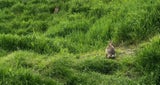 Kaninchen