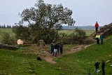 robin hood baum