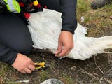 Tierhelfer befreiten Schwan aus Angelschnur