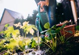 Wasser sparen im Garten: 6 clevere Tipps für heiße Tage