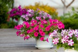 Bunte Blumen verwandeln den Garten in ein Sommer-Paradies