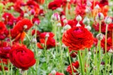 Mai-Blüher: Diese Stauden bringen jetzt Farbe in den Garten