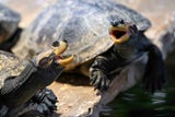 Terekay-Schienenschildkröten im Terrarium.