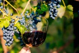 Wein behält sein Qualität trotz Klimawandels.