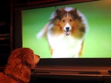 US-Studie: Hunde schauen aktiv Fernsehen