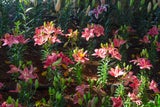 Herbstvorbereitung: Diese Pflanzen sollten Sie im August einsetzen