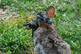 Cottontail Papillomavirus
