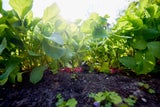 Garten herbstfit machen: Diese Fehler sollten Sie im September vermeiden