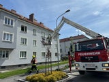 Feuer Drama tote Kinder Gmünd