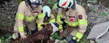 Ein Tag altes Kalb Lucky aus 70-Meter-Graben gerettet