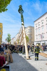 Maibaum Wels