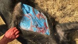 Wildschwein mit blauem Fleisch
