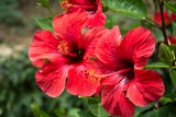 Liebesbotschaften: Die süße Bedeutung hinter den Valentinstagsblumen