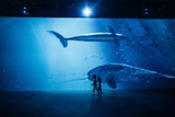 "Titanic" geht jetzt in Wien virtuell unter - ohne DiCaprio aber mit Ki-Brille