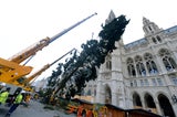 Christbaum Rathausplatz