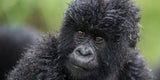 Gorilla Nachwuchs