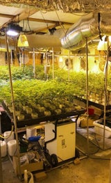 Indoor Plantage Cannabis