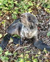 Seebär-Baby von befahrener Straße gerettet