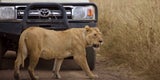 Safari in der Serengeti