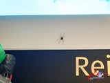 Supermarkt nach Spinnenalarm gesperrt