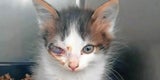 Tierhasser verstümmelten Katzen-Babys und entsorgten sie im Müll