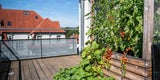 Tomatenstrauch am Balkon