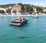 Hai-Alarm vor Kroatien: Tier schwimmt bis ans Ufer