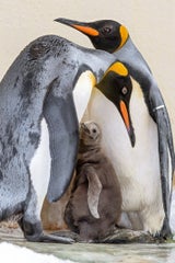 Nachwuchs bei den Königspinguinen in Schönbrunn